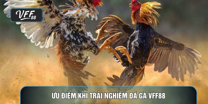 Ưu điểm khi trải nghiệm đá gà VFF88
